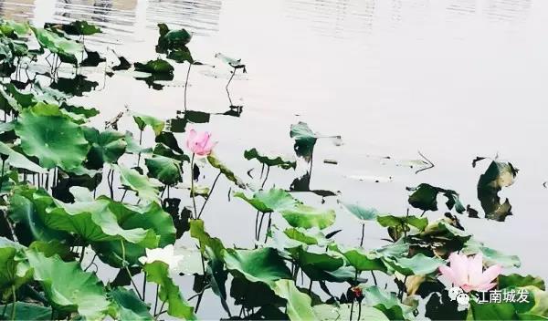 江南荷葉、蓮花